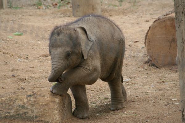 Baby Elephant